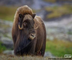 Puzzle Musk-ox